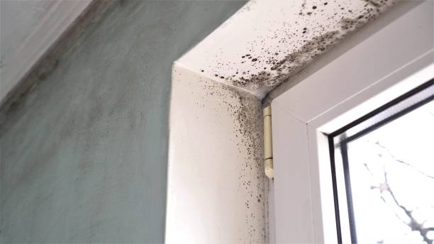 Best Real Estate Mold Inspection  in Rosemont, CA