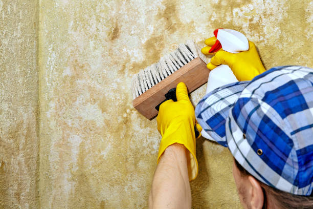 Best Mold Remediation for Healthcare Facilities  in Rosemont, CA