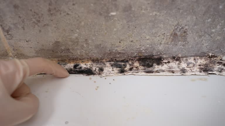 Best Comprehensive Air Testing for Mold Contaminants  in Rosemont, CA